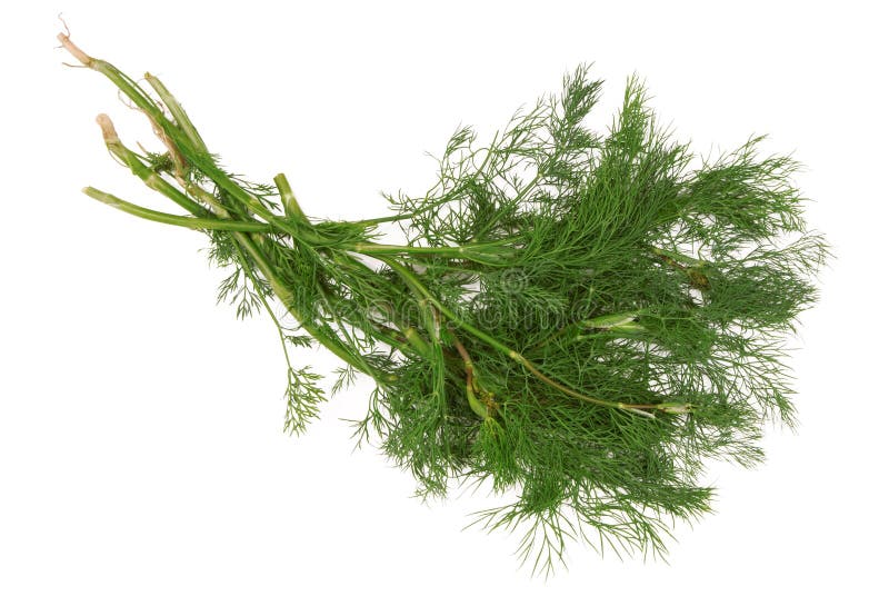 Dill stock image. Image of ingredient, diet, herbal, healthy 55682099