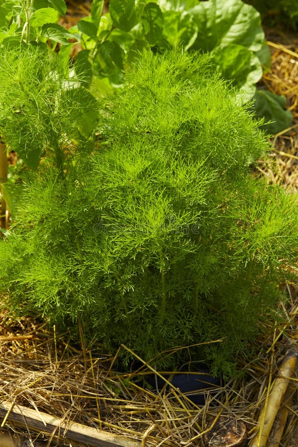 Dill Fundo Da Folha Da Erva Imagem de Stock Imagem de jardinar