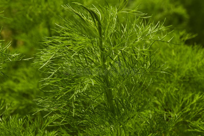 Dill Fundo Da Folha Da Erva Imagem de Stock Imagem de alimento, fundo
