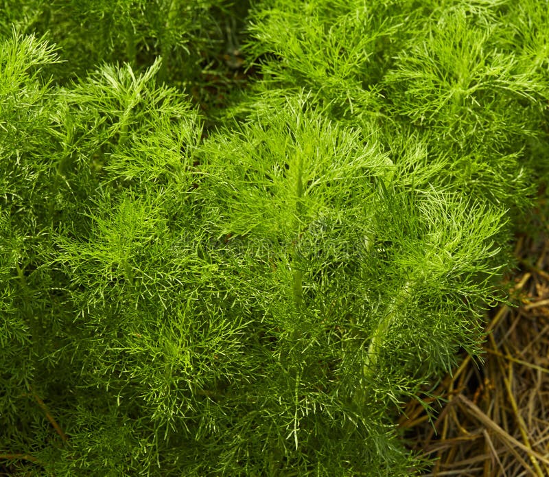 Dill Fundo Da Folha Da Erva Imagem de Stock Imagem de alimento, fundo