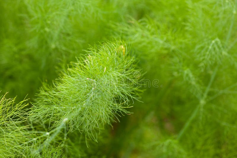 Dill in the garden