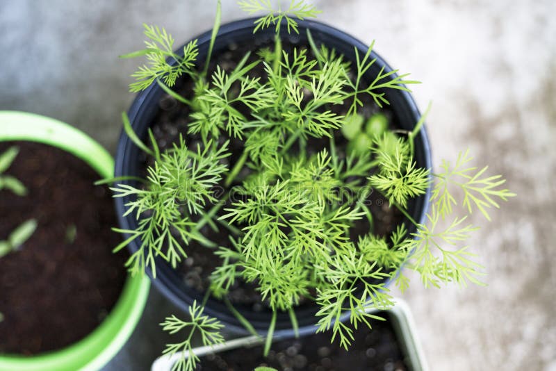 Balcony Herbs Garden in To the Pots Stock Image Image of balcony