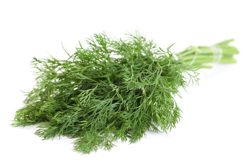 Dill herb stock image. Image of organic, isolated, fennel 14364195