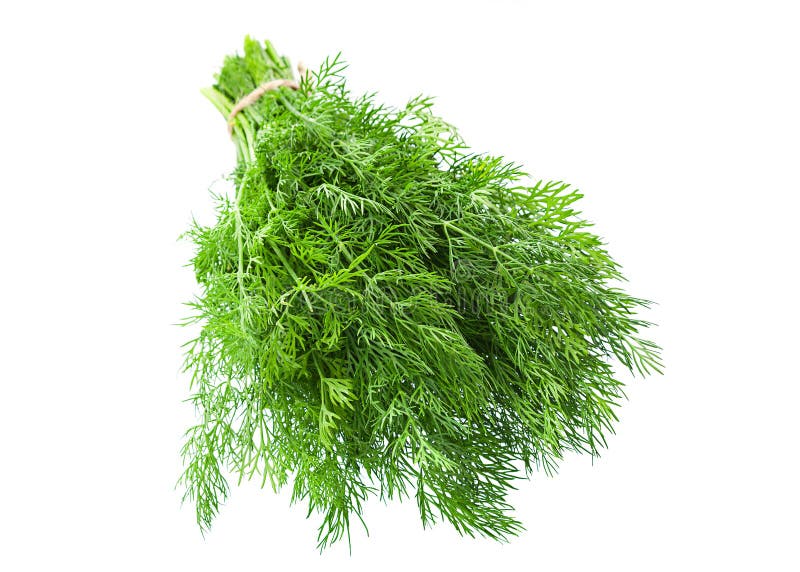 Dill herb stock image. Image of organic, isolated, fennel 14364195