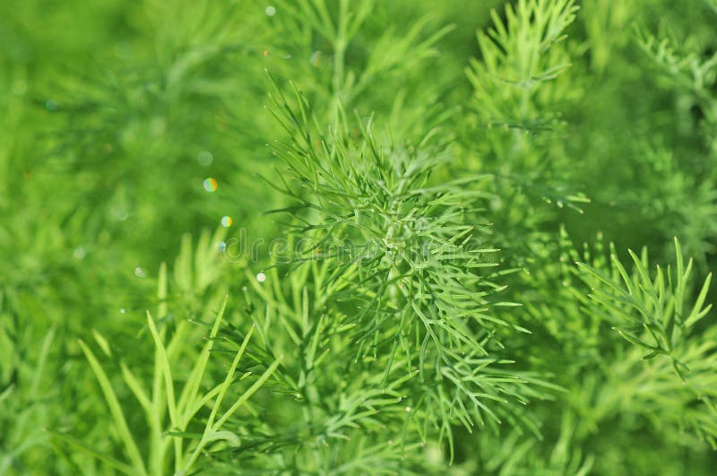 Dill Herb Growing in the Garden Stock Photo Image of food, herbal