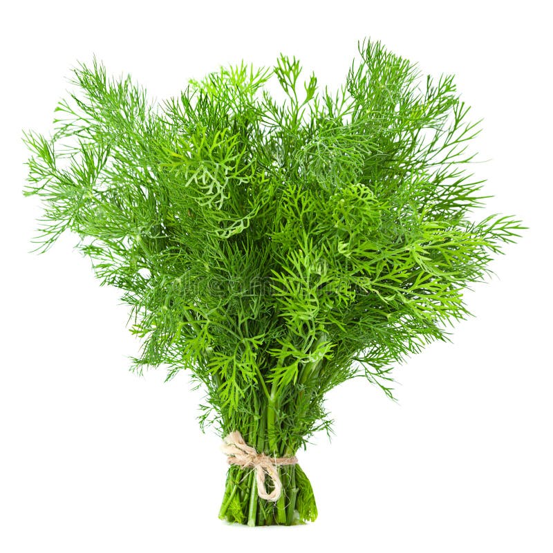 Dill herb stock image. Image of organic, isolated, fennel 14364195