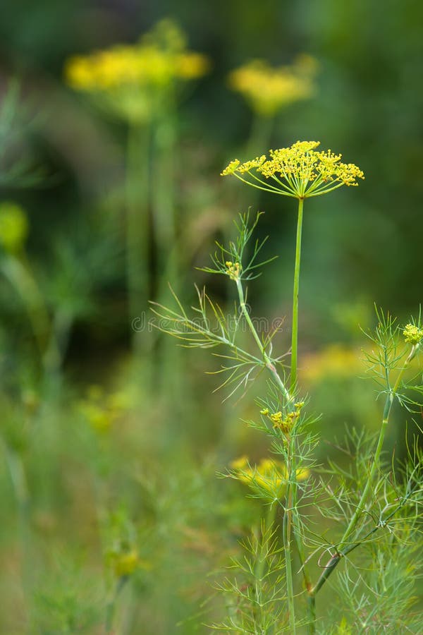 Dill Im Garten (selektiver Fokus Benutzt) Stockbild Bild