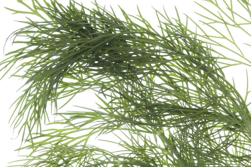 Dill frond stock photo. Image of ingredient, flavouring 336736