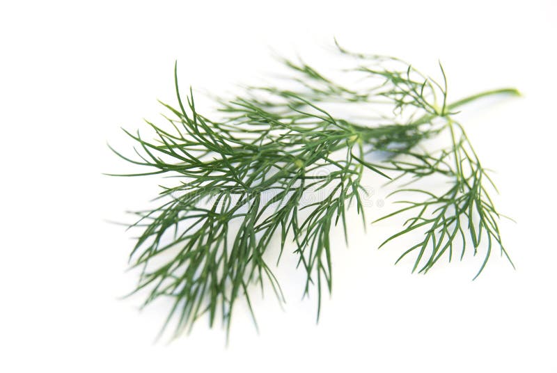 Dill frond stock photo. Image of ingredient, flavouring 336736
