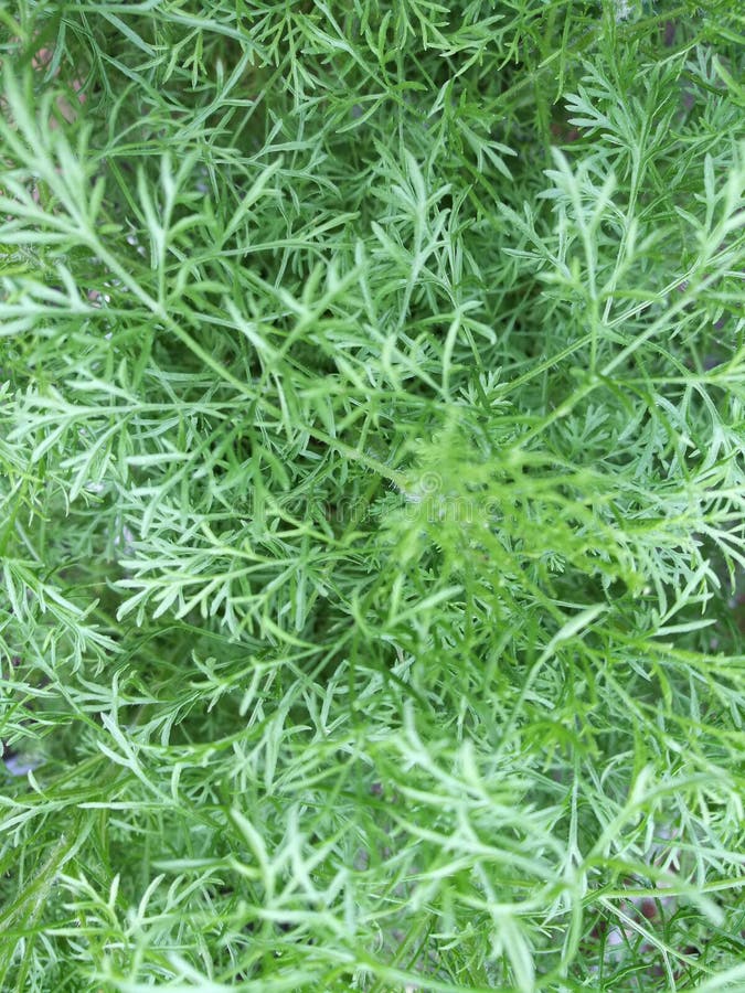 Dill leaf stock image. Image of fresh, background, greenery 84391573