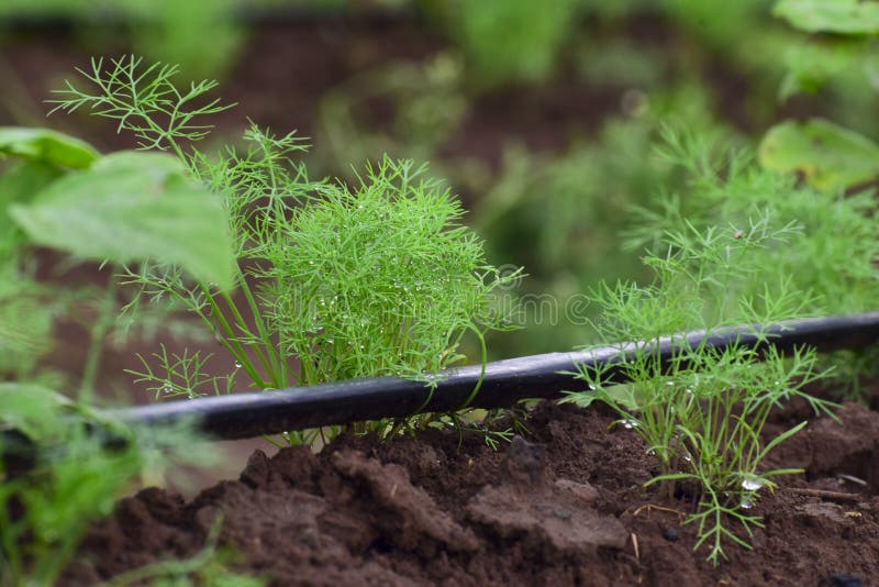 Dill leaves stock image. Image of natural, small, grow 259091821