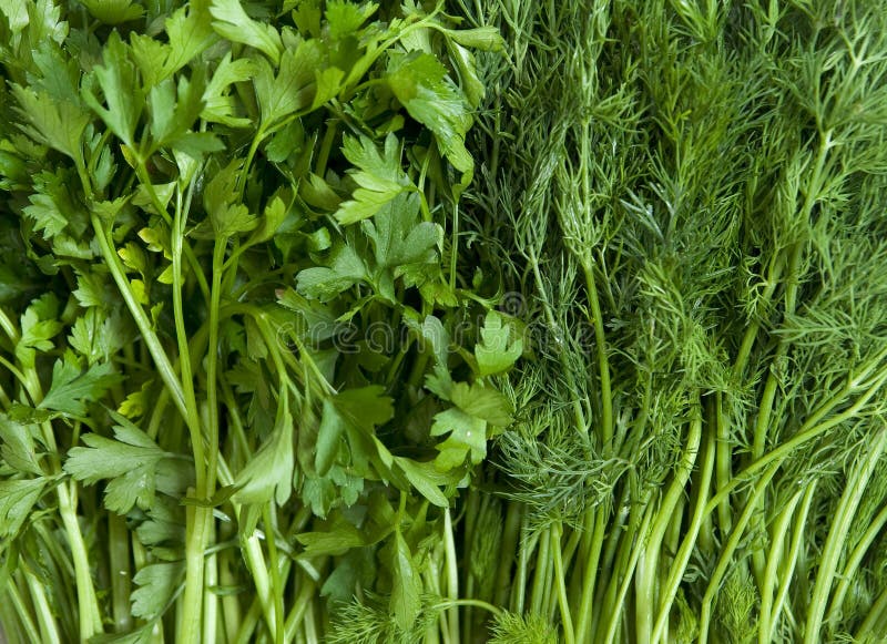 Dill and parsley. stock image. Image of healthy, isolated 16460581