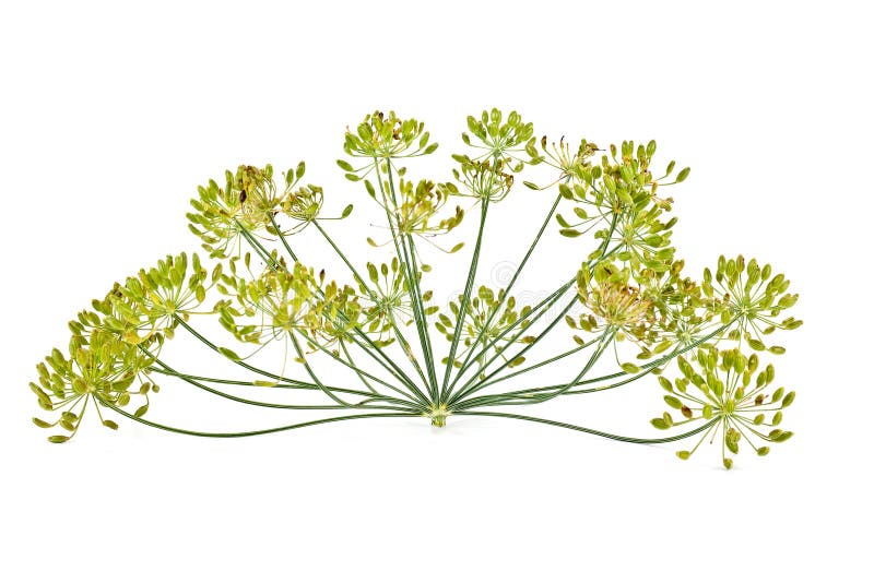 Dill inflorescence stock photo. Image of little, white 33389610