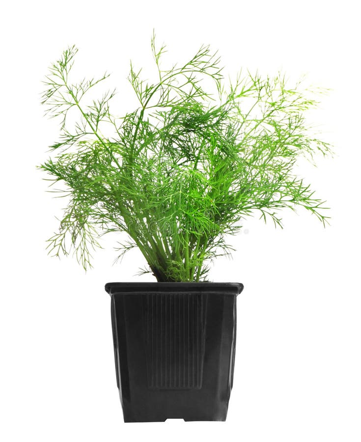 Dill Plant in Pot Isolated on White Stock Photo Image of natural, floral 263384840