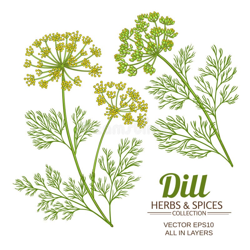 Set Dill Stock Illustrations – 4,987 Set Dill Stock Illustrations
