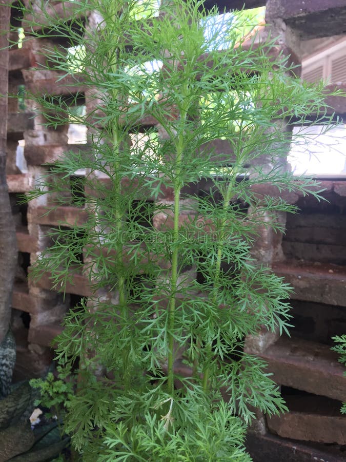 Dill plants stock image. Image of growing, medicinal 262583515