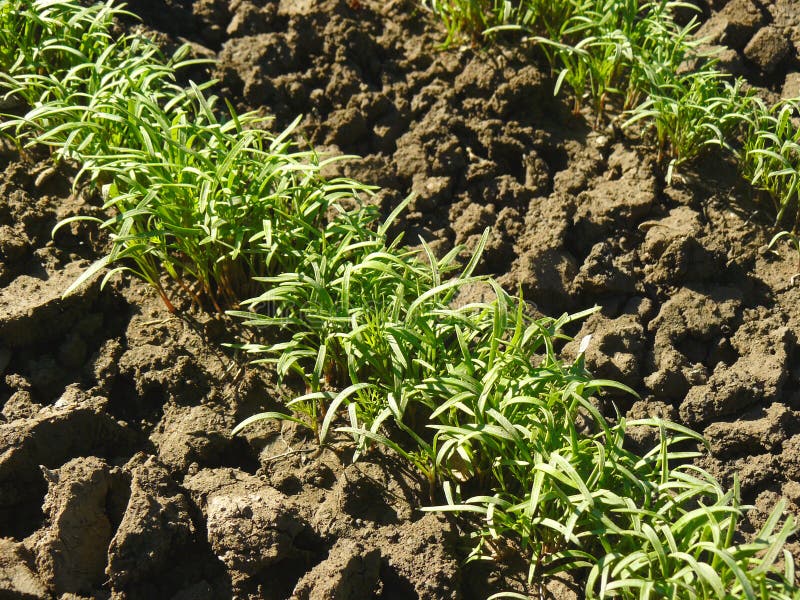 Dill seedlings stock image. Image of dirt, ground, environment 37504837