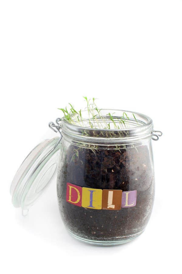 Dill seedlings stock image. Image of green, organic, botany 5412741