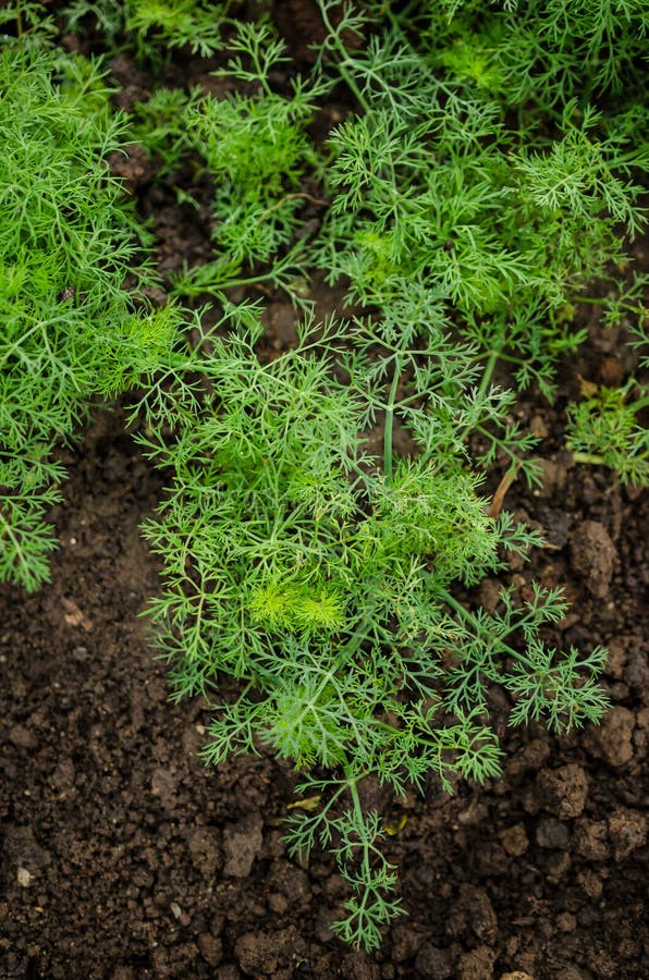 Dill seedlings stock photo. Image of seeds, growth, growing 5412796