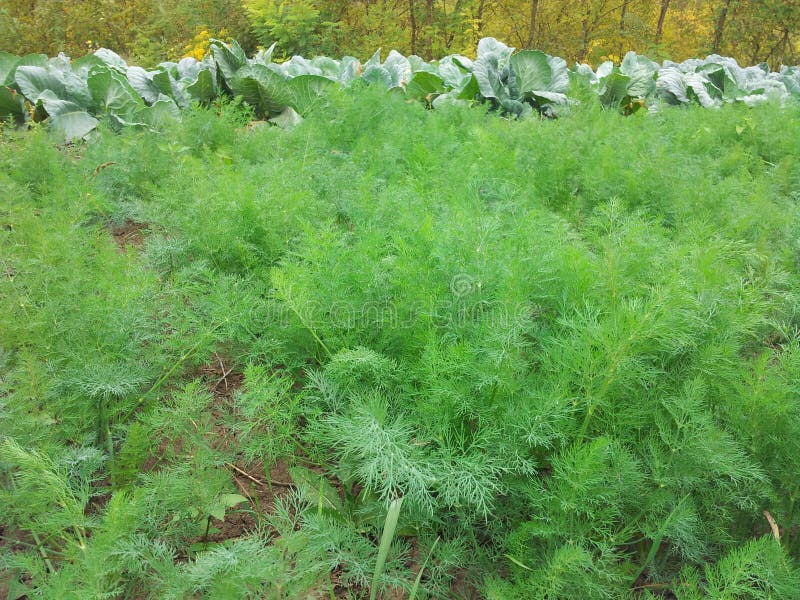 Dill seedlings stock photo. Image of seeds, growth, growing 5412796