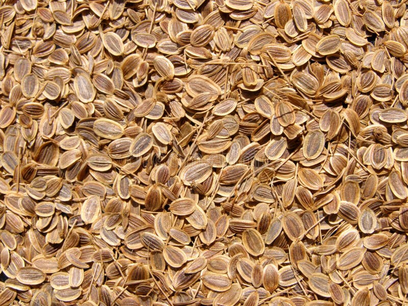 Dill seeds texture