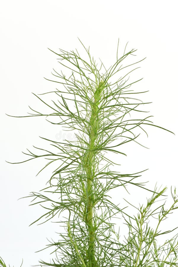 Dill tree. stock image. Image of properties, flavor, herbs 48508029