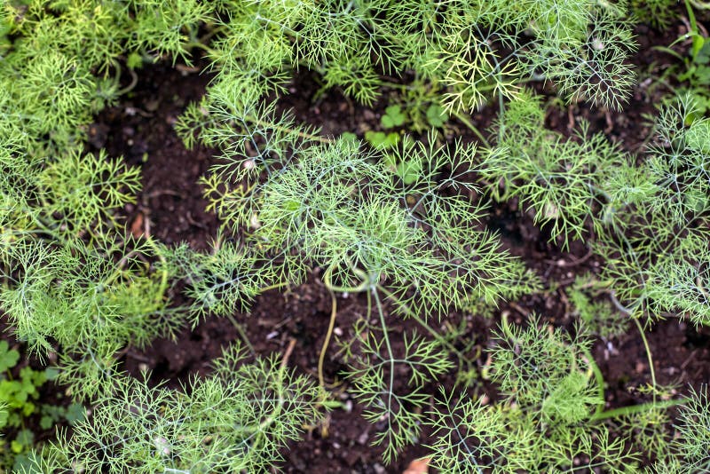Dill trees stock image. Image of forest, food, growth 137746563