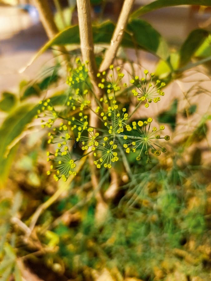 Dill Umbrella Plant Close Up Stock Image Image of light, umbrella 174060707