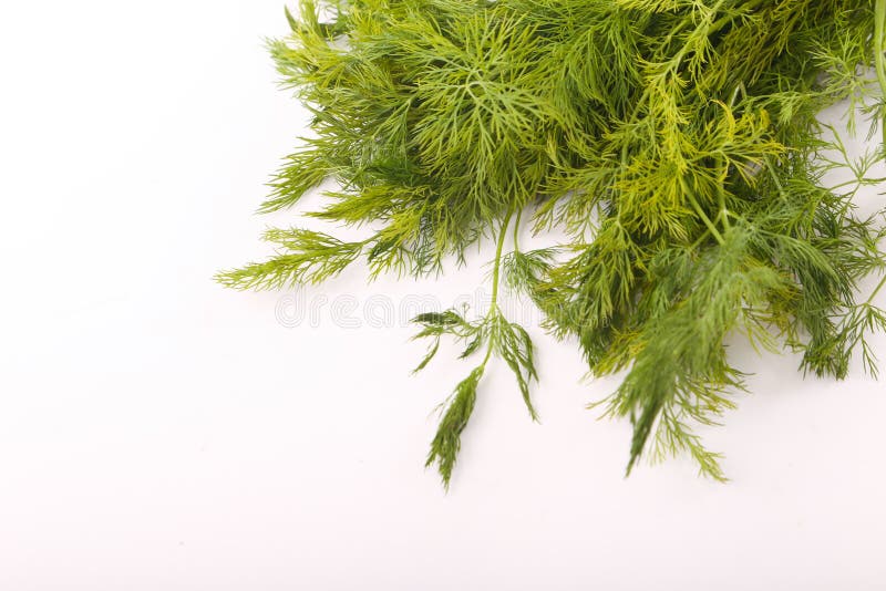 Dill vegetable stock photo. Image of dill, single, macro 106799244