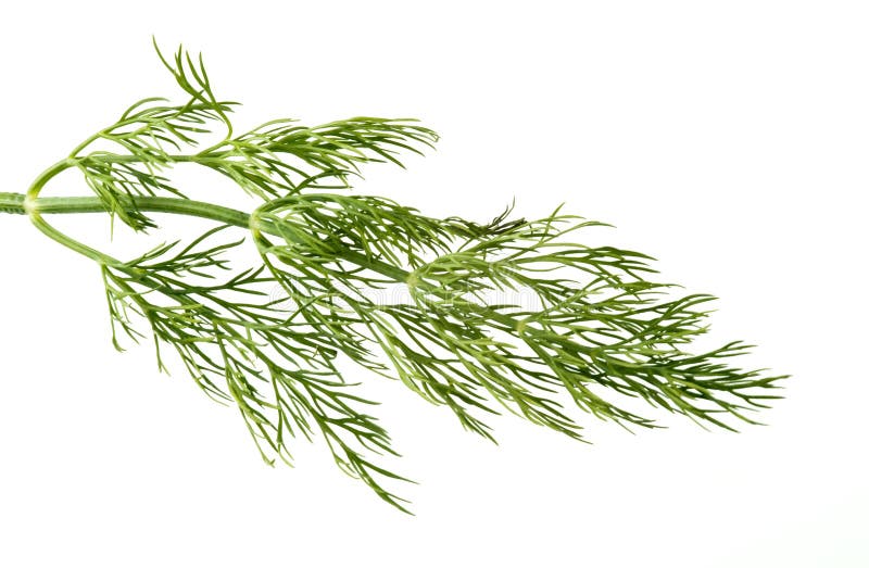 Dill frond stock photo. Image of ingredient, flavouring 336736