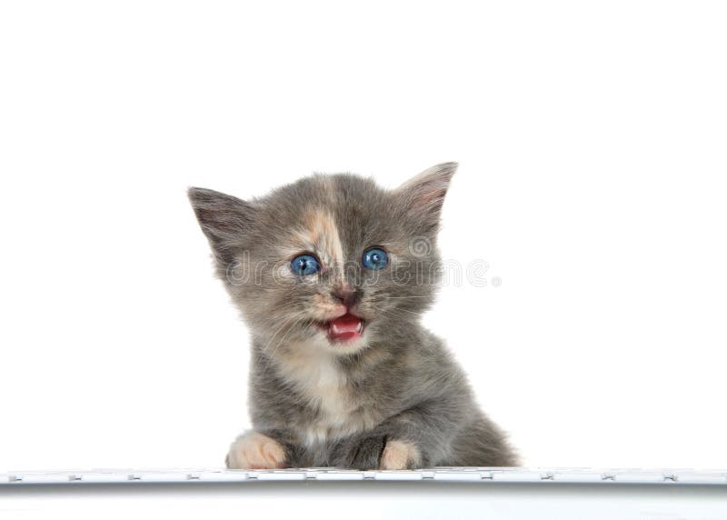 Tortie kitten 2024