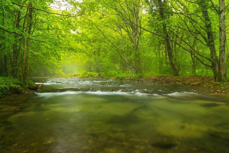 Dimmig lös flod i skogen i vår arkivbild Dimmig lös flod i skogen i vår arkivbild