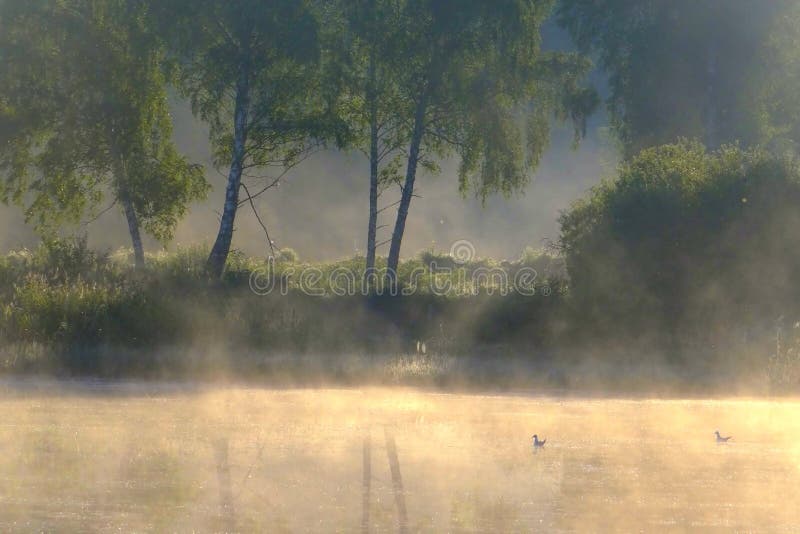 dimmig morgon för höst Litauen landskap royaltyfri fotografi dimmig morgon för höst Litauen landskap royaltyfri fotografi