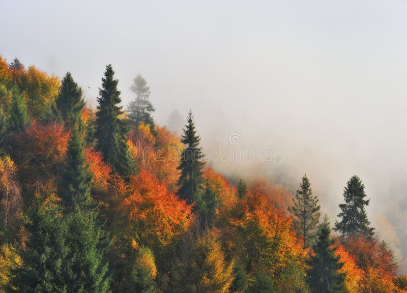 Dimmig morgon i de Carpathian bergen royaltyfri foto Dimmig morgon i de Carpathian bergen royaltyfri foto