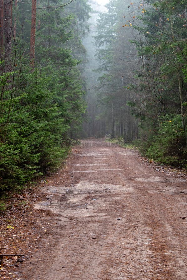 dimmig morgonbana för skog arkivfoto dimmig morgonbana för skog arkivfoto