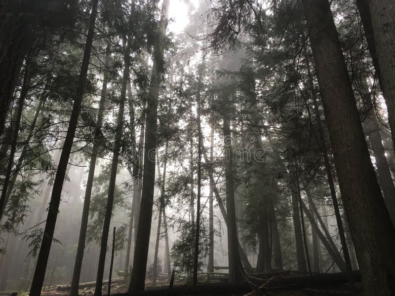 dimmig skog arkivbilder dimmig skog arkivbilder
