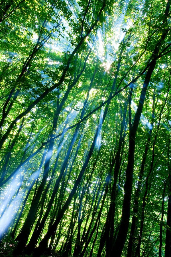 dimmig skog arkivbilder dimmig skog arkivbilder