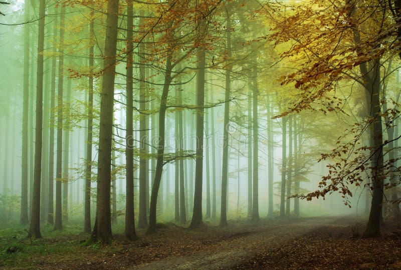 Dimmig skog arkivfoto Dimmig skog arkivfoto