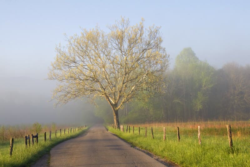 Beautiful foggy sunrise on country road shwoing one tree and fence on sides of road. Great Smoky Mountains National Park. Beautiful foggy sunrise on country road shwoing one tree and fence on sides of road. Great Smoky Mountains National Park.