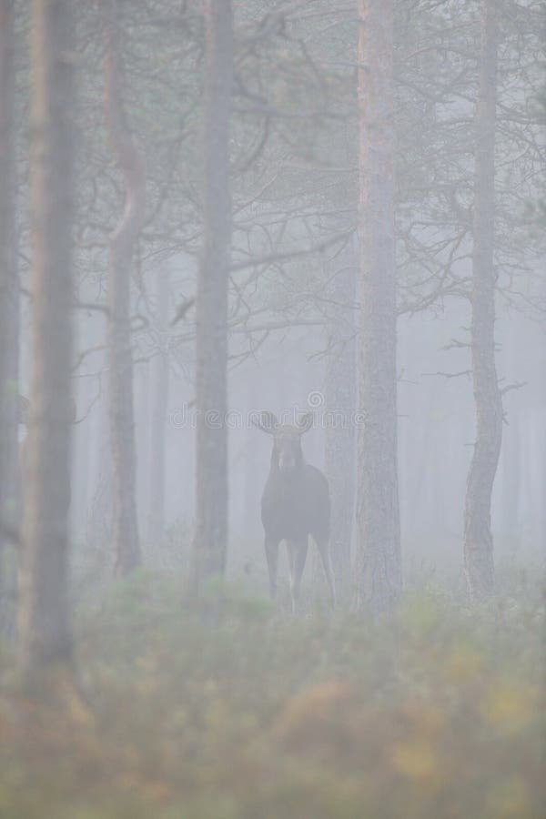 dimmig älg för skog royaltyfri bild dimmig älg för skog royaltyfri bild