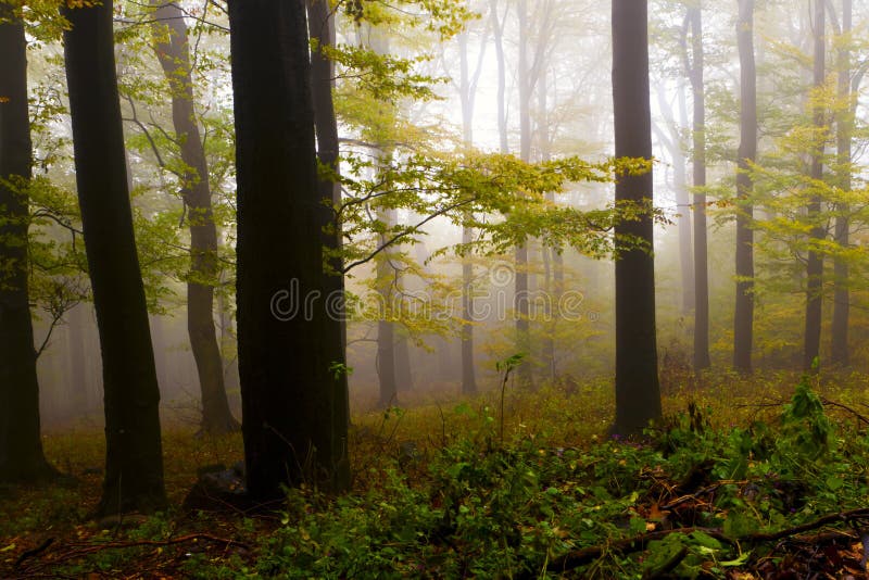 dimmiga berg för höstskog royaltyfri fotografi dimmiga berg för höstskog royaltyfri fotografi