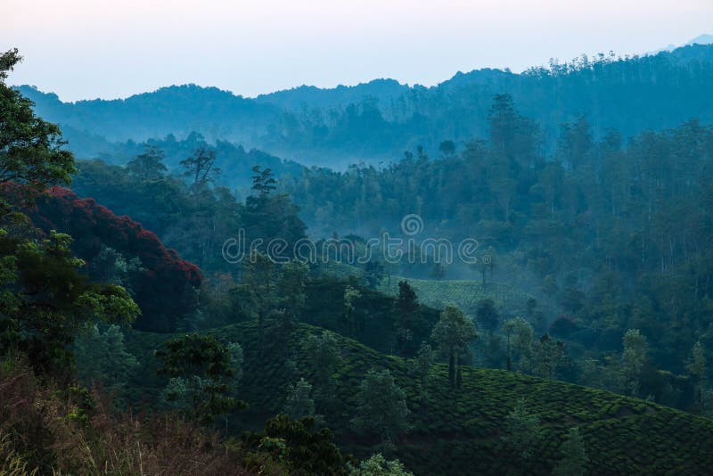 Dimmiga Wayanad royaltyfri bild Dimmiga Wayanad royaltyfri bild