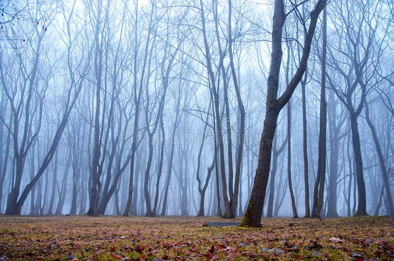 Dimmigt i skogen royaltyfri fotografi Dimmigt i skogen royaltyfri fotografi