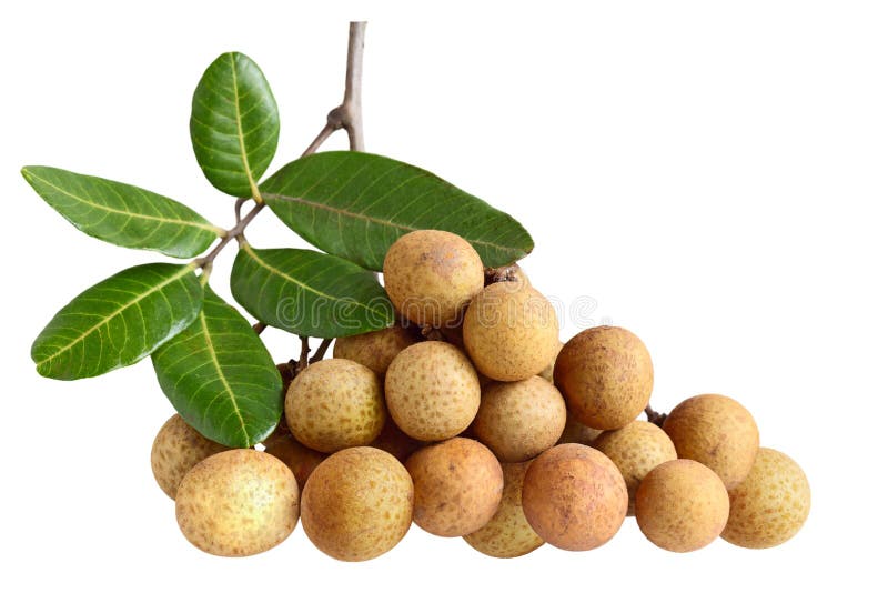 Dimocarpus longan royalty free stock images