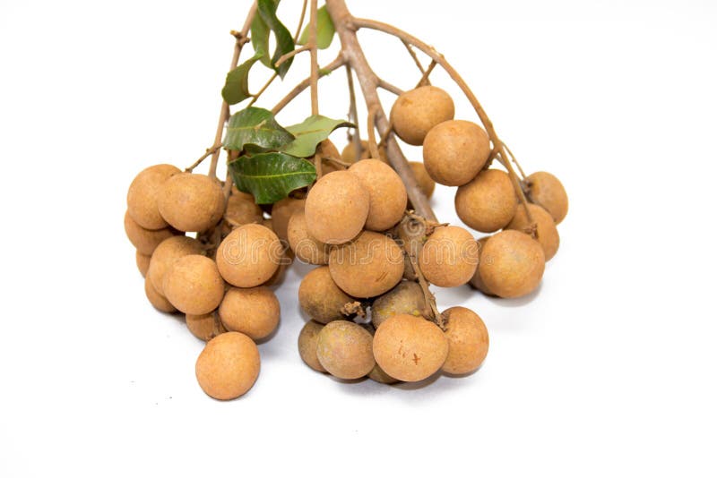 Dimocarpus longan royalty free stock photo