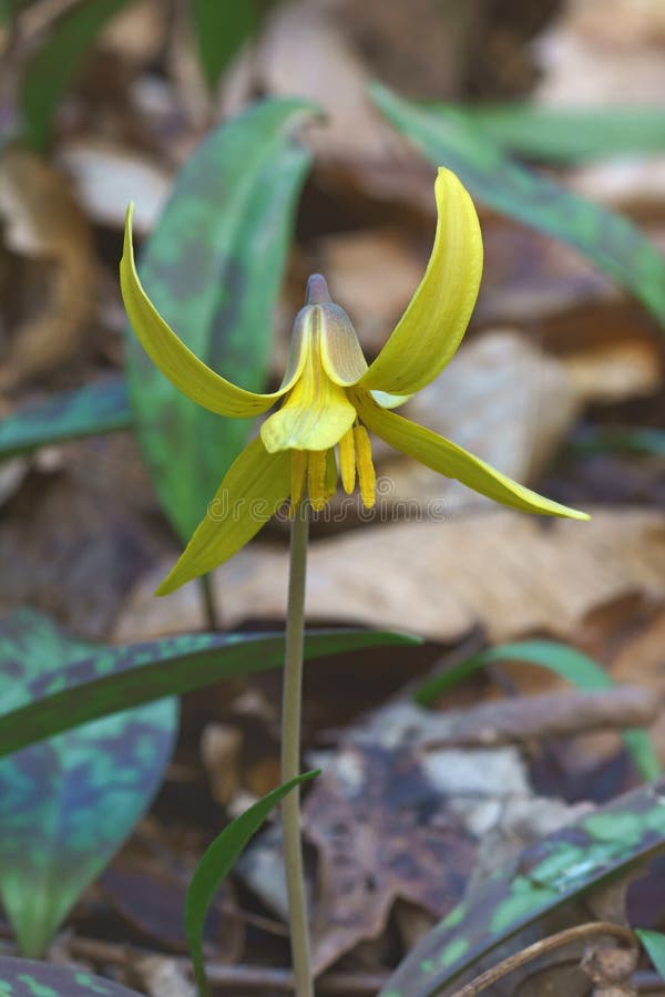 Dimpled trout lily flower stock image. Image of flower 94447093