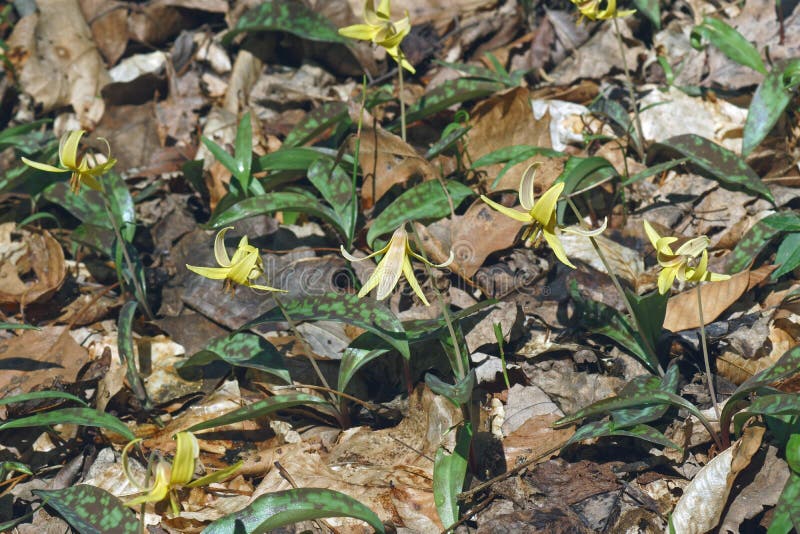 trout lily trout lily