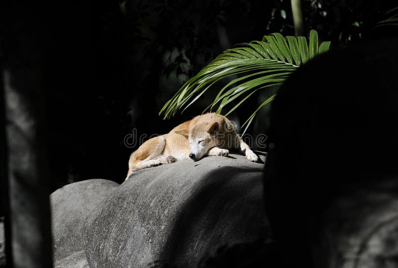Dingo australiano salvaje sunbaking, isla de fraser, Queensland, aust imagen de archivo Dingo australiano salvaje sunbaking, isla de fraser, Queensland, aust imagen de archivo