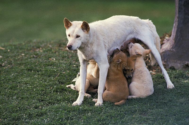 Dingo Australia Royalty-Free Images, Stock Photos & Pictures