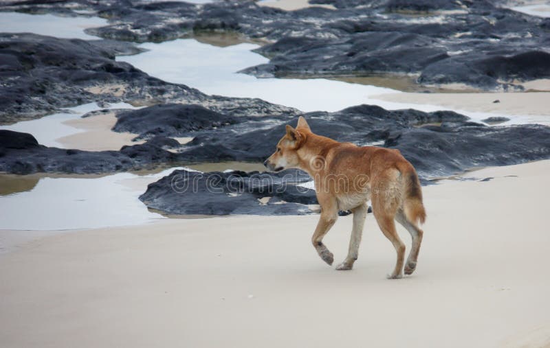 Dingo de la isla de Fraser en la playa fotos de archivo Dingo de la isla de Fraser en la playa fotos de archivo